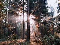 Rayons de soleil dans la forêt de Hoekelum (Ede, Pays-Bas)