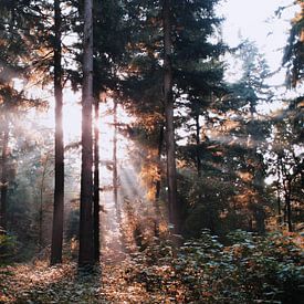 Sunbeams through the forest 'Hoekelumse bos' sur Ben Nijenhuis