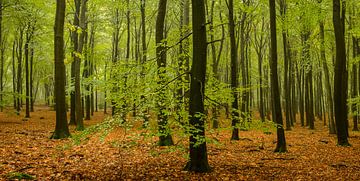 Beech tree forest by Sjoerd van der Wal Photography