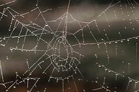 Spinnenweb