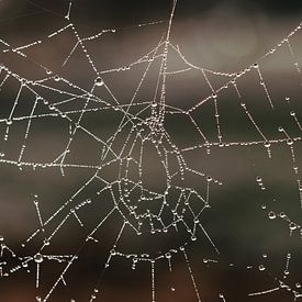 Spinnenweb van Herma Vos