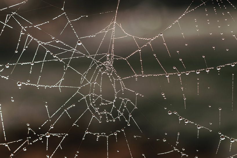 Spinnenweb van Herma Vos