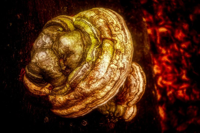 Champignon sauvage par Liberty Biesma