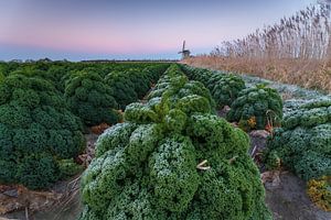Choux frisés couverts de givre dans le champ avec un moulin à l'horizon coloré