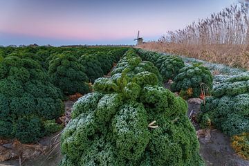 Frost-covered kale in the field with mill on the colourful horizon