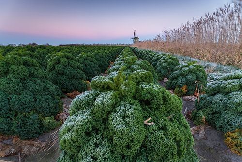 Frost-covered kale in the field with mill on the colourful horizon