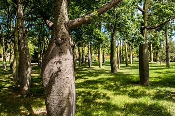 Florettseidenbaum im Turia Park von Dieter Walther