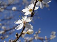 Lente bloesem