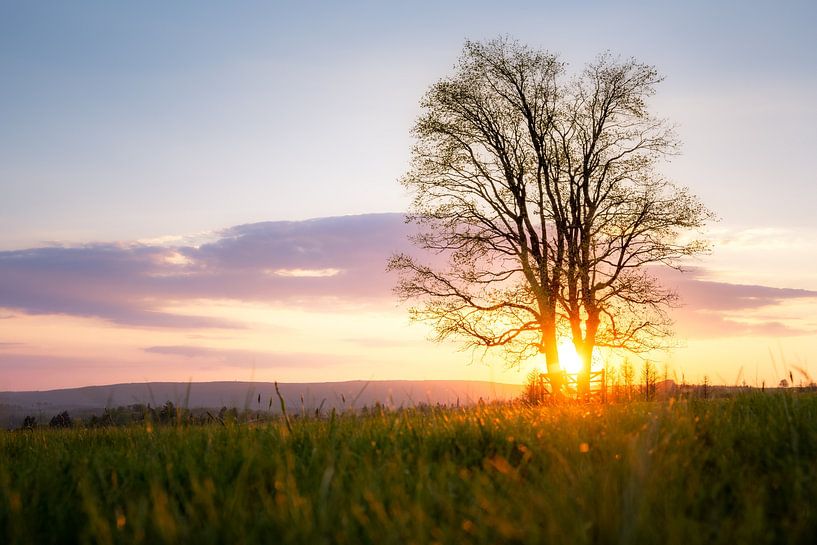 Arbre au soleil couchant dans le Harz par Steffen Henze
