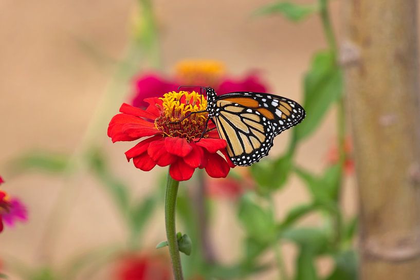 monarch vlinder op een rode gerbera van gea strucks