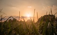 coucher de soleil sur un champ de maïs