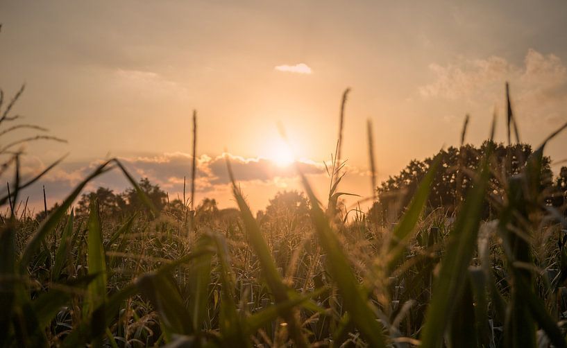 coucher de soleil sur un champ de maïs par Jim Plaum
