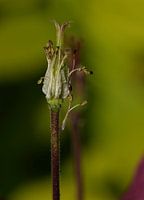 Akelei-Blume in der Knospe