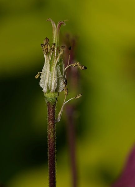 Akelei-Blume in der Knospe von Jeffry Clemens
