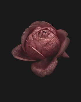 Roze roos met dauwdruppels