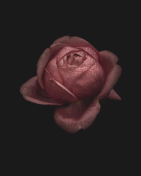 Roze roos met dauwdruppels van Adje Photography
