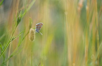 Vlinder: icarusblauwtje (Polyommatus icarus) tussen het gras van Moetwil en van Dijk - Fotografie