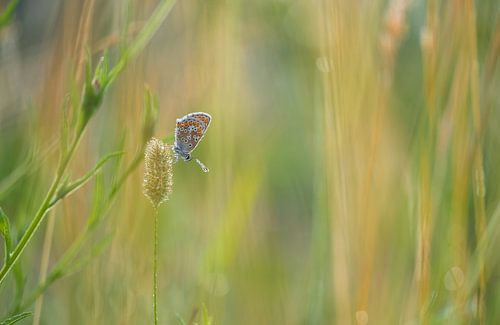 Vlinder: icarusblauwtje (Polyommatus icarus) tussen het gras