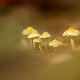 Champignon dans la forêt sur Karin Bijpost