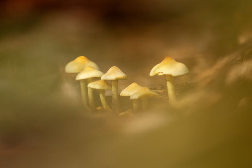 Pilz im Wald von Karin Bijpost