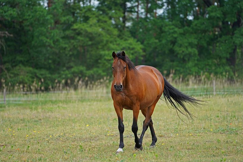 Trakehner Feldmeyer in the pasture by Babetts Bildergalerie