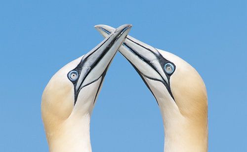 Crossed Cutlasses (jan-van-gent)