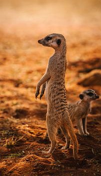 Le suricate regarde autour de lui en Namibie, Afrique
