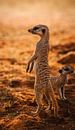 Meerkat looking around Namibia, Africa by Patrick Groß thumbnail