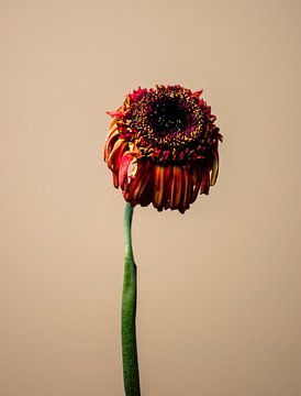 Wilted Flower van michel meppelink