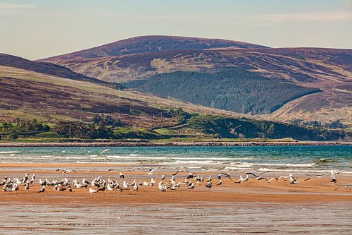 Möwen am Strand von Brora in Schottland von Werner Dieterich