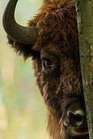 Neugieriges Wisent im Naturschutzgebiet Maashorst