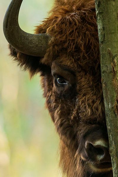 Neugieriges Wisent im Naturschutzgebiet Maashorst von Corinne Cornelissen-Megens