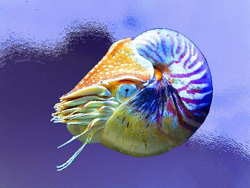 Unterwasserwelt   |  02