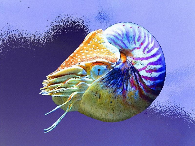 Unterwasserwelt   |  02 von Dirk H. Wendt