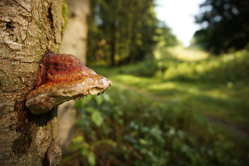Champignon d'arbre