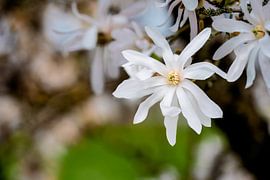 Witte bloemen van een stermagnolia van ManfredFotos