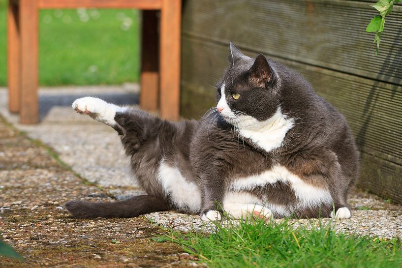 Dikke yoga kat par Dennis van de Water