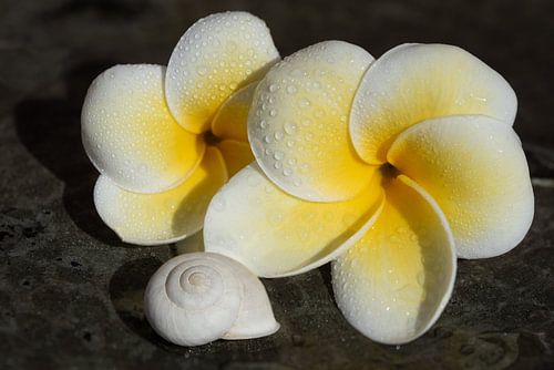 Frangipani and a snail shell