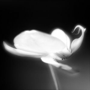 Phalaenopsis in schwarz und weiß