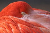 Rode Flamingo : Ouwehands Dierenpark van Loek Lobel thumbnail