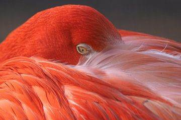Rode Flamingo : Ouwehands Dierenpark van Loek Lobel
