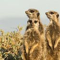 Suricate