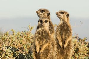 Stokstaartjes warmen zich op in de ochtendzon.