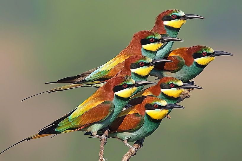 side-eaters in a row by Egon Zitter