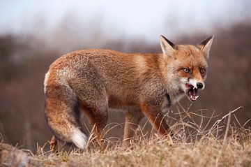 Fox by Nico Garstman