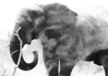 elephant dust bath van Olaf Franke