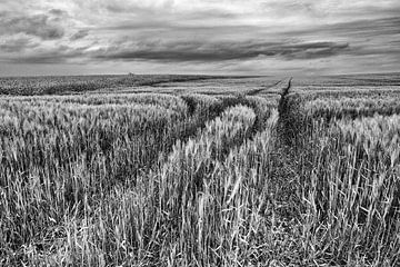 Traces dans le champ de blé sur Jo Beerens