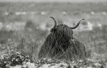 Scottish Highland cattle 28 by Jan Peter Nagel