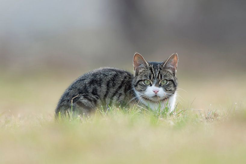 natürlich wild... Hauskatze *Felis silvestris catus* par wunderbare Erde