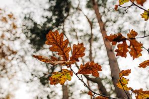 November-Blätter von Djuli Bravenboer